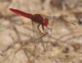 /album/photo-gallery-photogallery/scarlet-dragonfly-at-laguna-grandee-malaga-province-jpg/